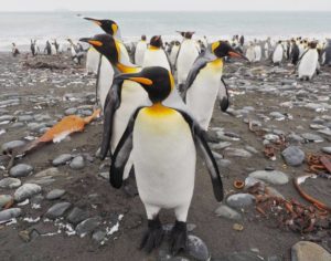 W.A.P. – Pagina 9 – W.A.P. Worldwide Antarctic Program